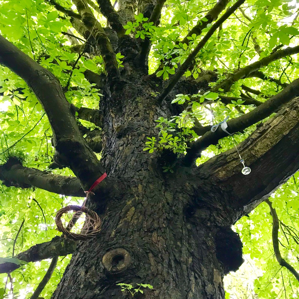 WD OWL Launch Event – January&nbsp;2020