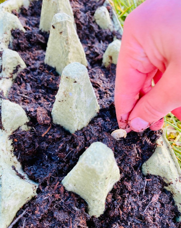 Planting seeds with kids (using homemade resources like recycled egg cartons)
