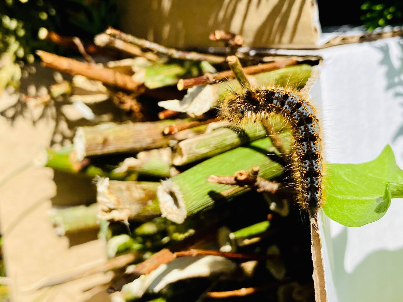 Caterpillar crawling into a bug hotel
