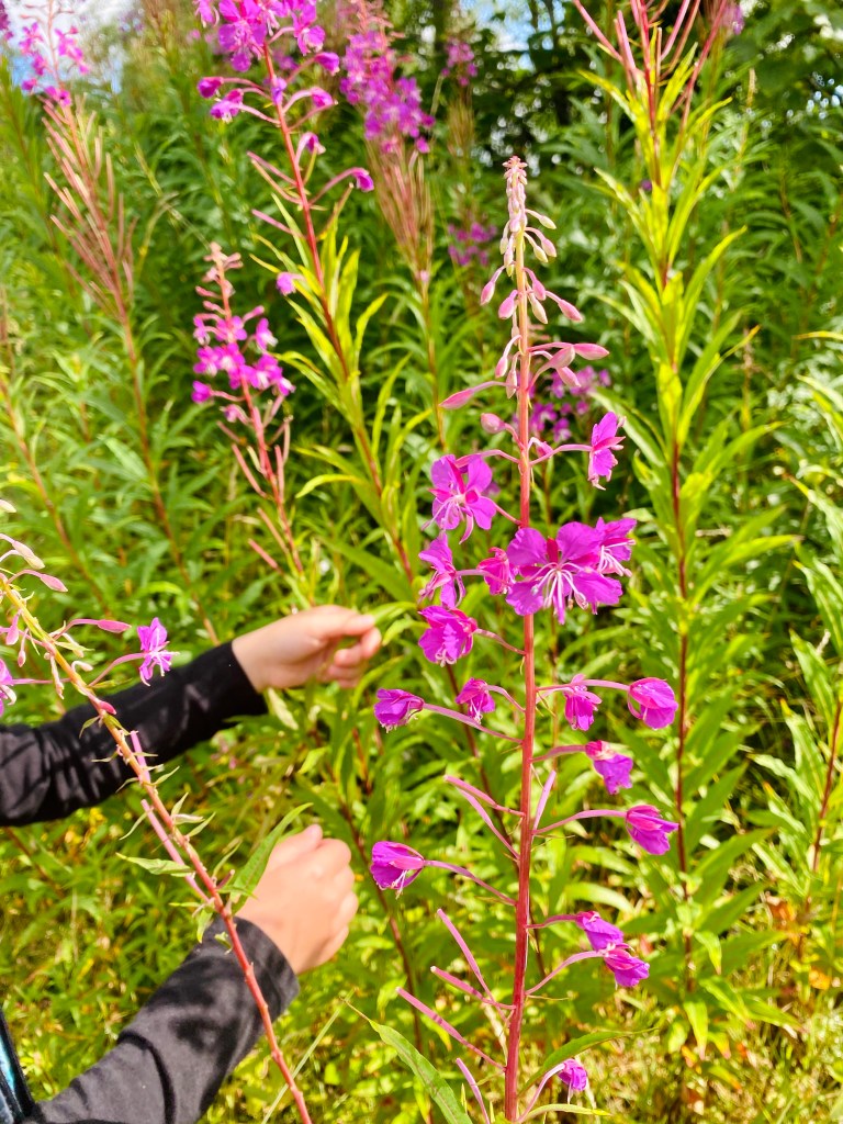 Foraging in Scotland for Rosebay Willowherb