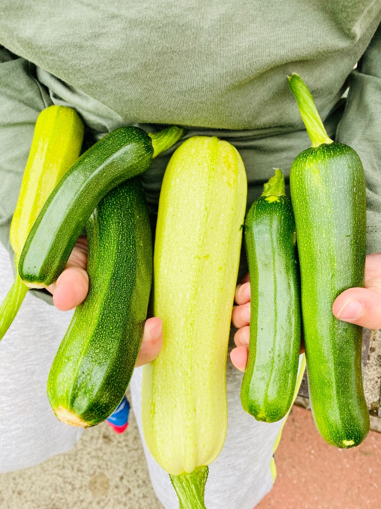 How to grow courgettes at home - homegrown courgettes